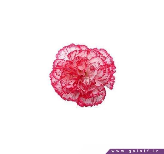 گل میخک کرالی - Carnation | گل آف